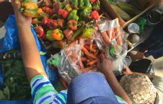 Sharing peppers at the Community Solidarity Bedstuy Food Share